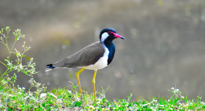 Red-wattled lapwing 4
