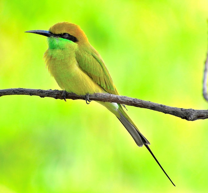 GREEN BEE EATER 12