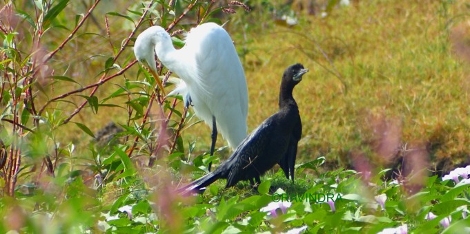 White Egret & Cormorant