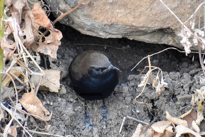 INDIAN ROBIN WITH NEST 5