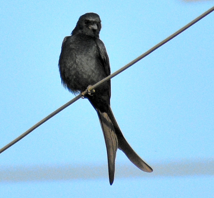 Black drongo BIRD 3