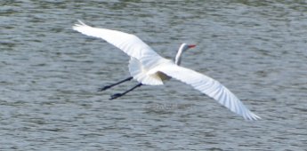 white egret 1