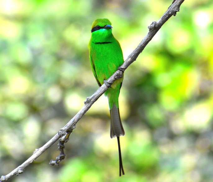 GREEN BEE EATER 9