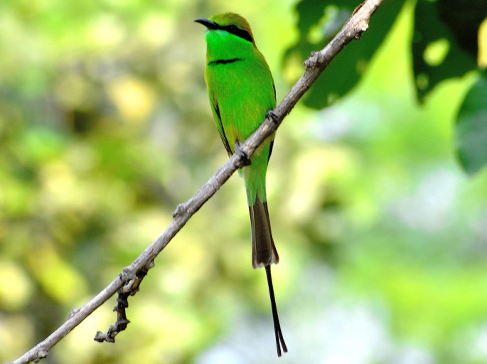 GREEN BEE EATER 6