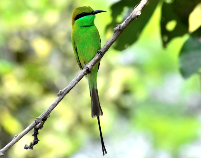 GREEN BEE EATER 7