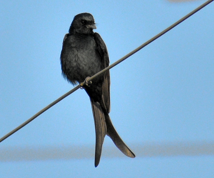 Black drongo BIRD 5