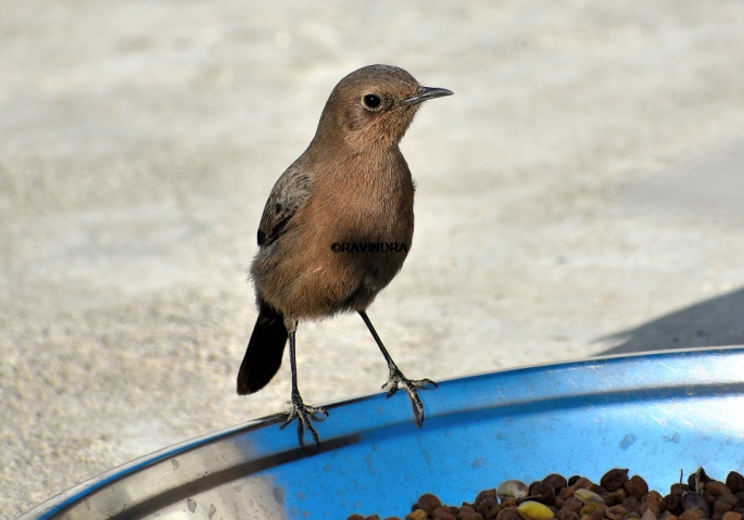 BROWN ROCK CHAT 11