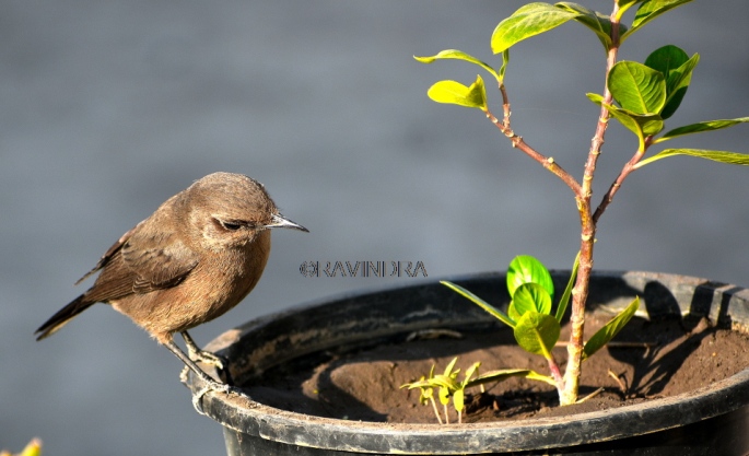 BROWN ROCK CHAT 2