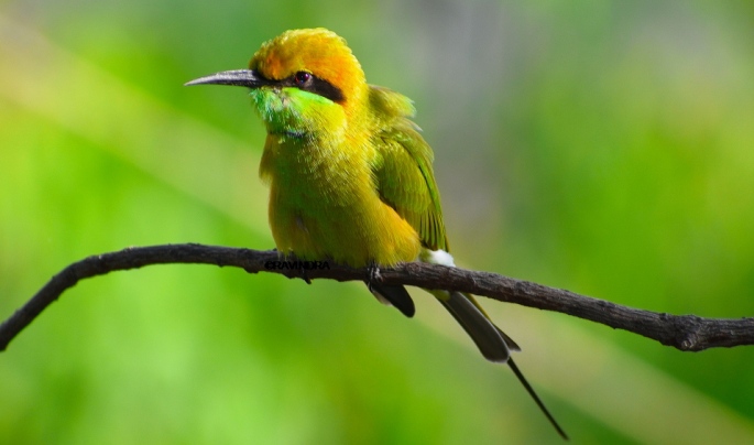 GREEN BEE EATER 20