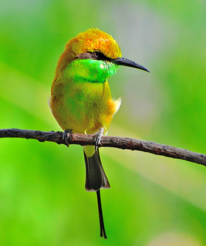 GREEN BEE EATER 17