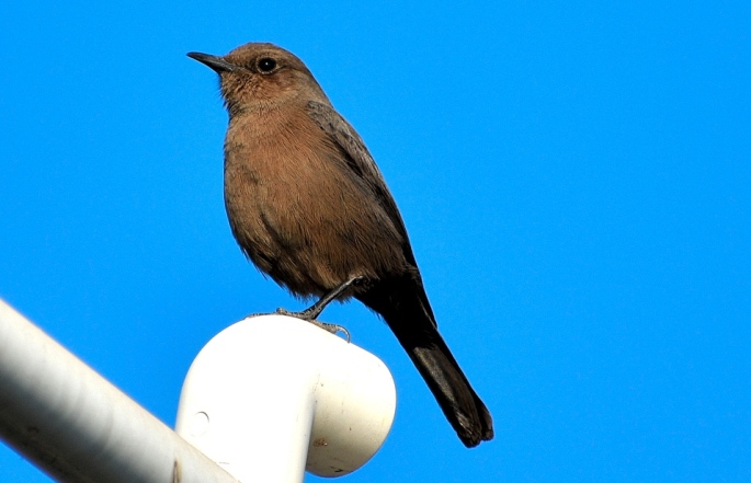BROWN ROCK CHAT 13