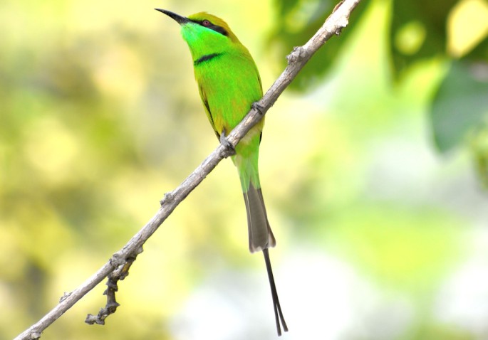 GREEN BEE EATER 4