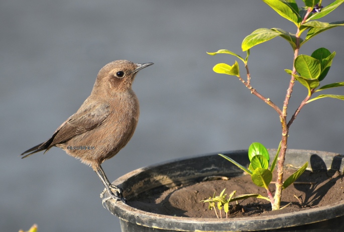 BROWN ROCK CHAT 4