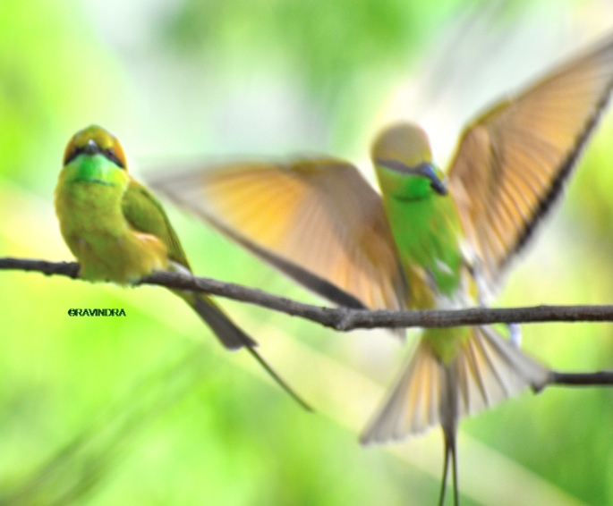 GREEN BEE EATER 18