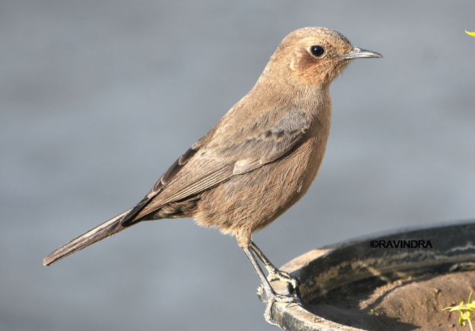 BROWN ROCK CHAT 6