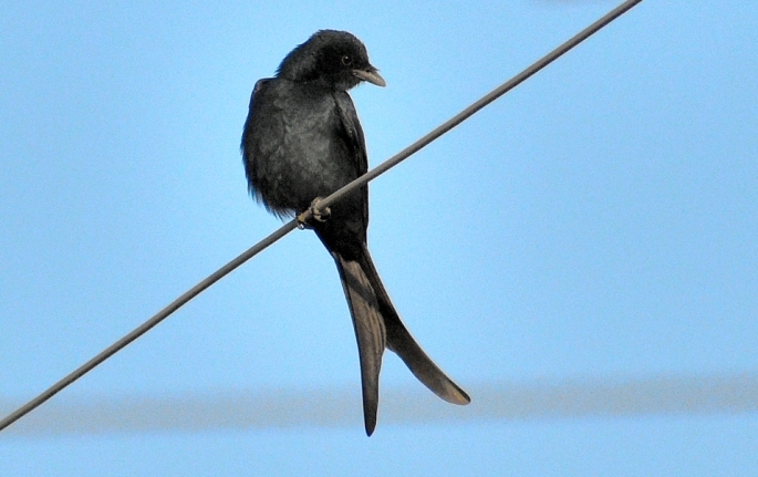 Black drongo BIRD 2