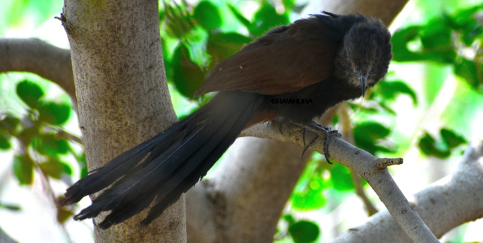GREATER COUCAL 4