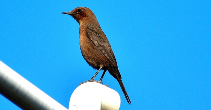BROWN ROCK CHAT 15
