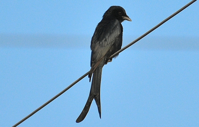Black drongo BIRD 7