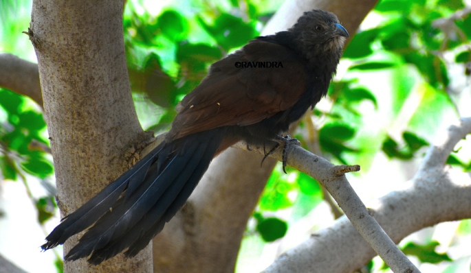 GREATER COUCAL 3