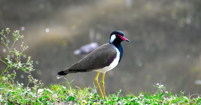 Red-wattled lapwing 3