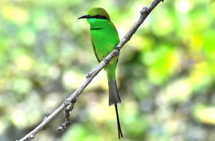 GREEN BEE EATER 10