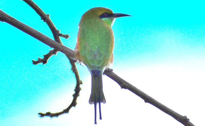 GREEN BEE EATER 2