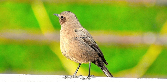 BROWN ROCK CHAT 8