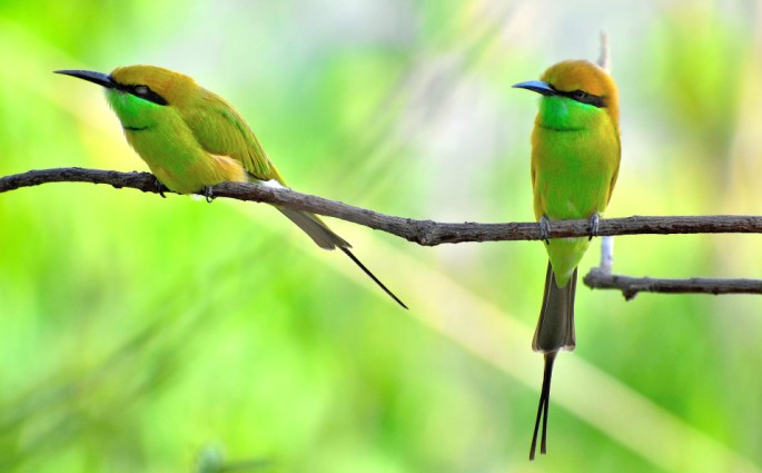 GREEN BEE EATER 13
