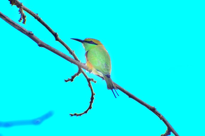 GREEN BEE EATER 3