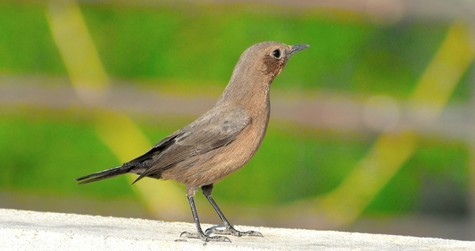 BROWN ROCK CHAT 12