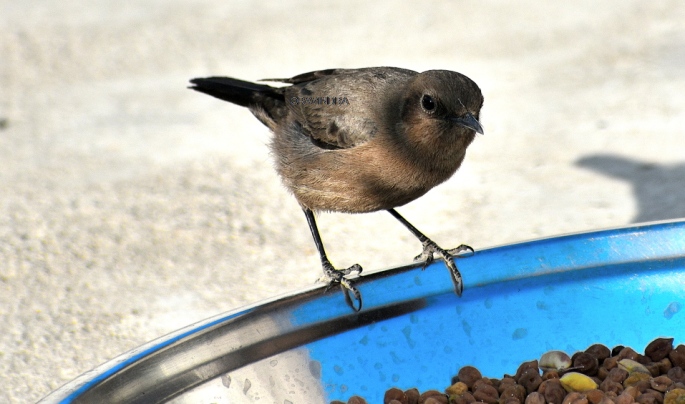 BROWN ROCK CHAT 9
