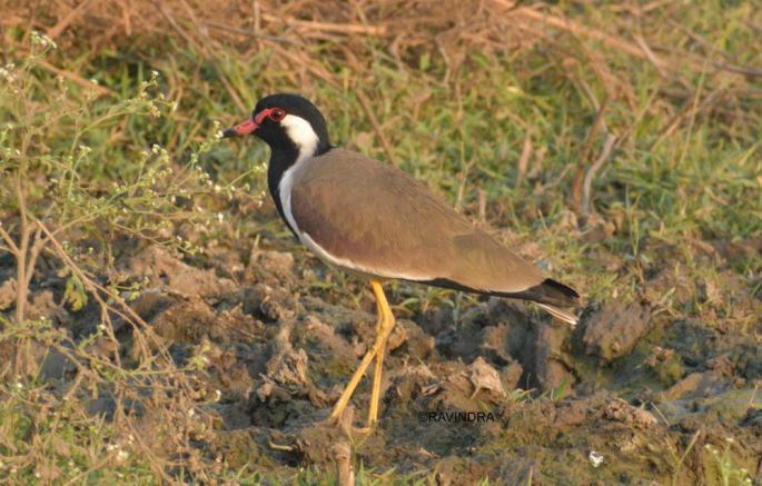 Red-wattled lapwing 1