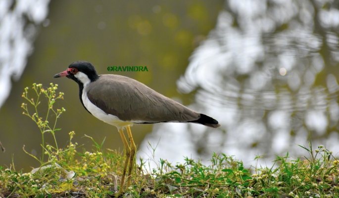Red-wattled lapwing 2