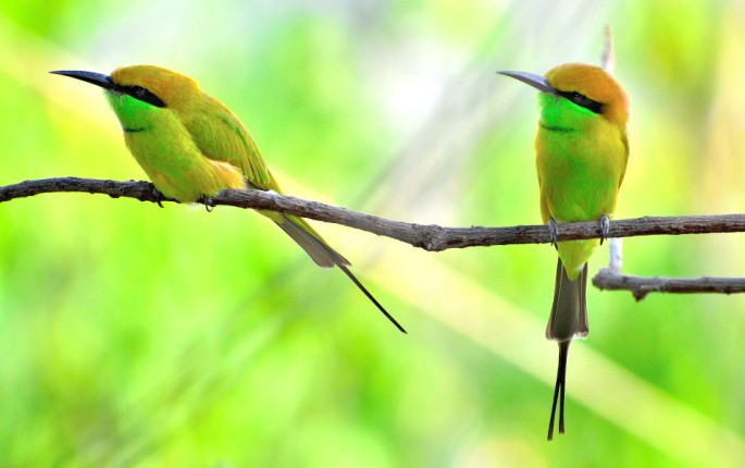 GREEN BEE EATER 14
