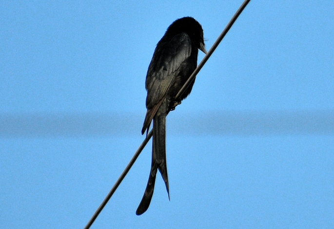 Black drongo BIRD 8