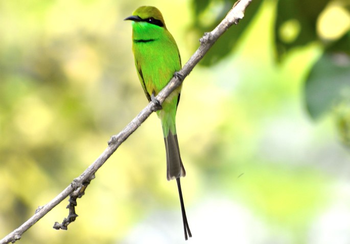 GREEN BEE EATER 5