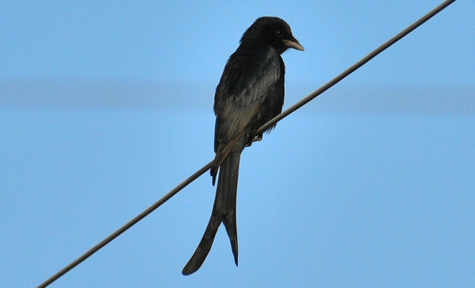 Black drongo BIRD 6