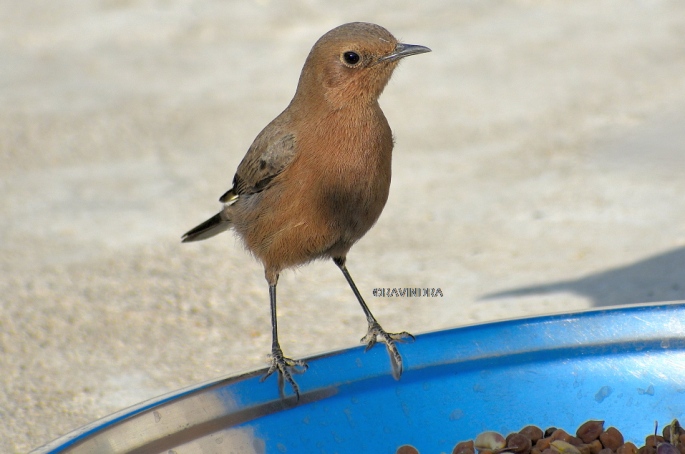 BROWN ROCK CHAT 10