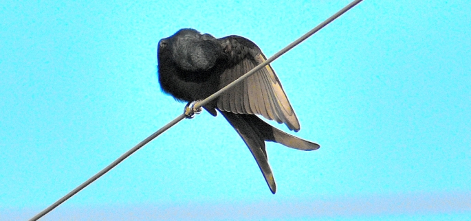 Black drongo BIRD 1