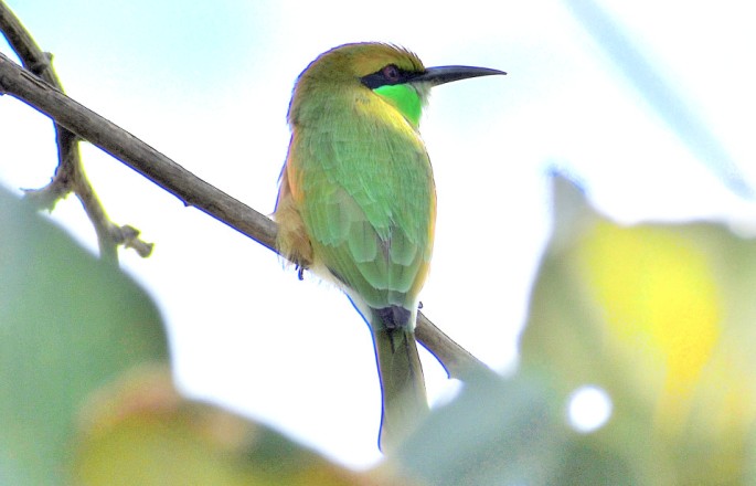 GREEN BEE EATER