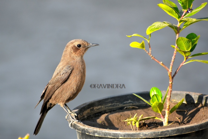 BROWN ROCK CHAT 3
