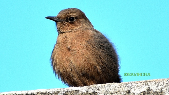 BROWN ROCK CHAT 1