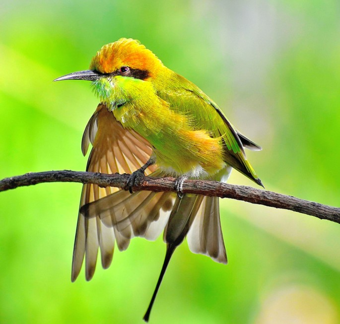 GREEN BEE EATER 16