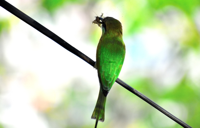GREEN BEE EATER 21
