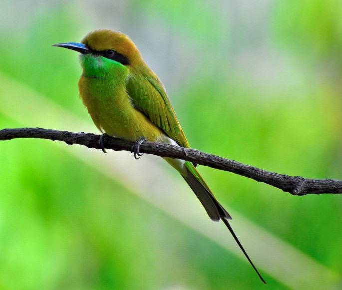 GREEN BEE EATER 11