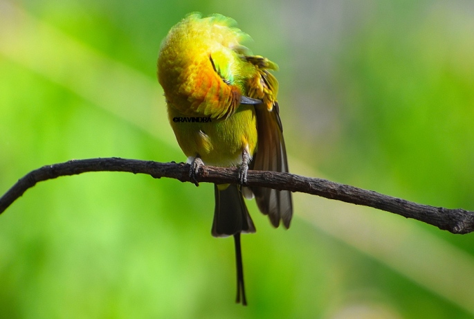 GREEN BEE EATER 19