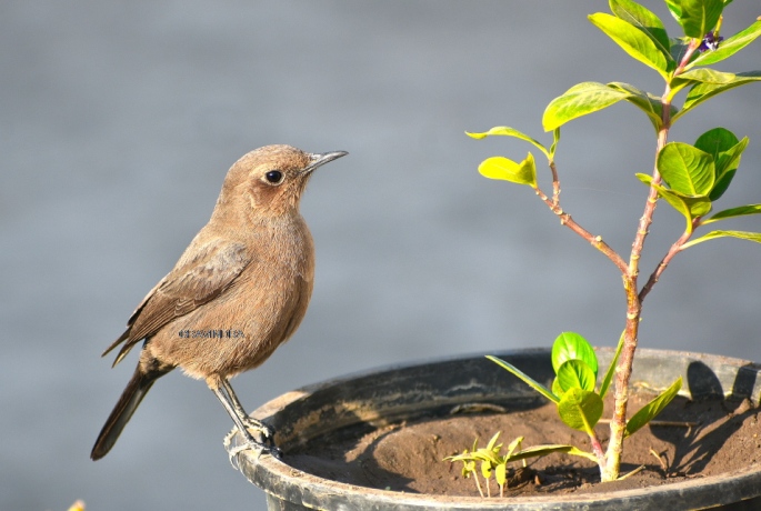 BROWN ROCK CHAT 5