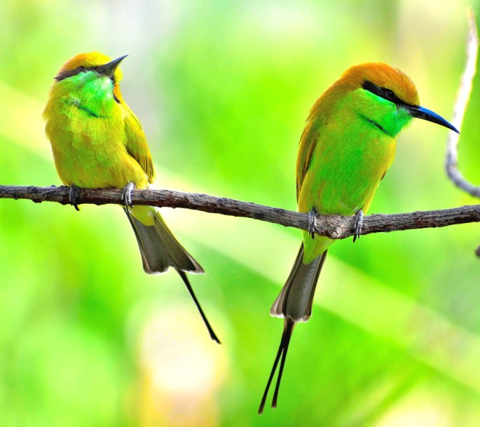 GREEN BEE EATER 15